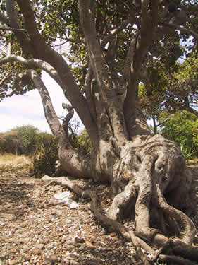 Mangrove