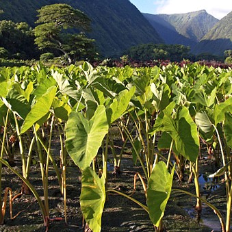 Puerto Rico Food: Yautia