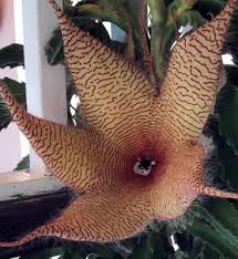 Flowering Succulent in Culebra