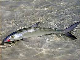 Salt Water Flats Fly Fishing - Bonefish