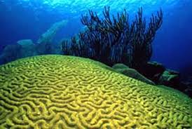 Coral Reef in Culebra, Puerto Rico