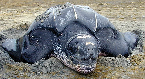 Leatherback Turtle