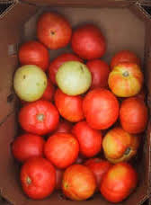 Culebra Tomates